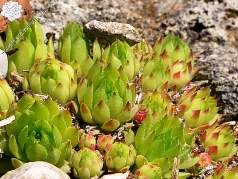 marmoreum ssp. reginae-amaliae (macedonicum)