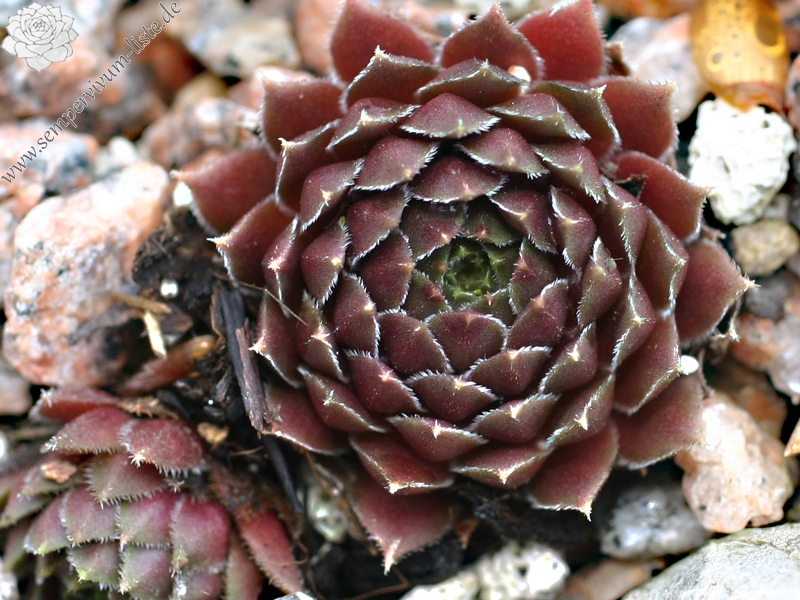 marmoreum ssp. erythraeum from Pirin