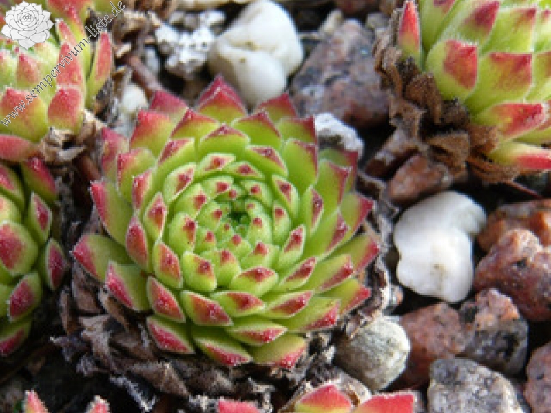 montanum from Hörndlinger Graben