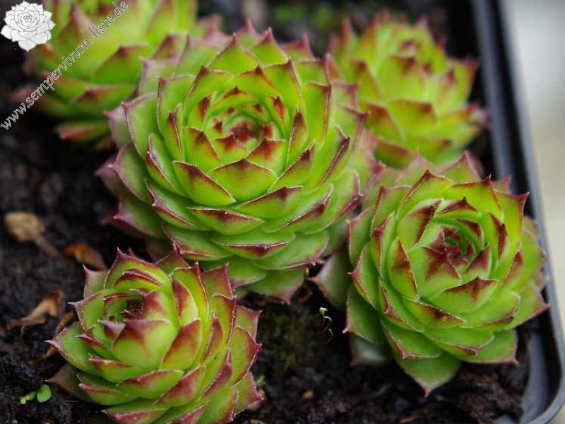 tectorum var. tectorum (boutignyanum)