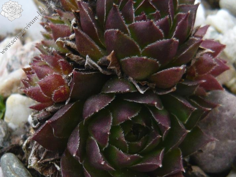 tectorum var. tectorum (andreanum)