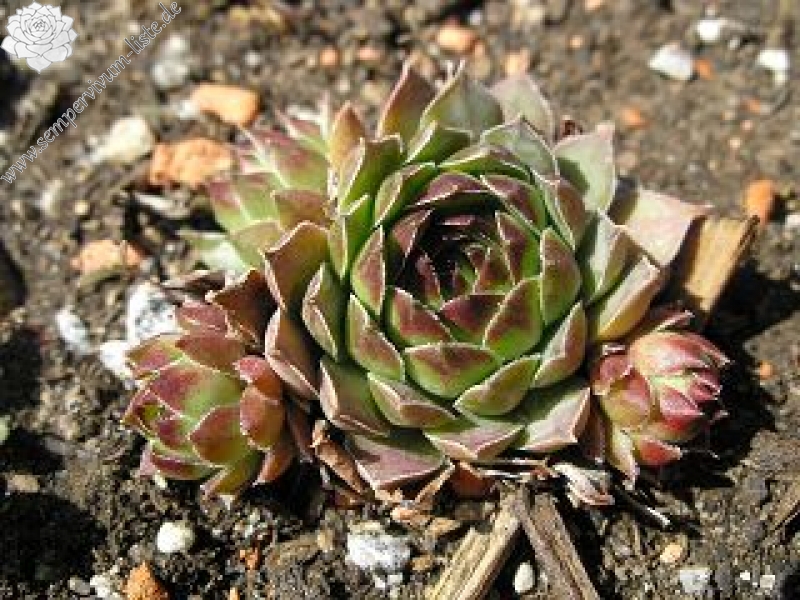 tectorum var. tectorum (andreanum)