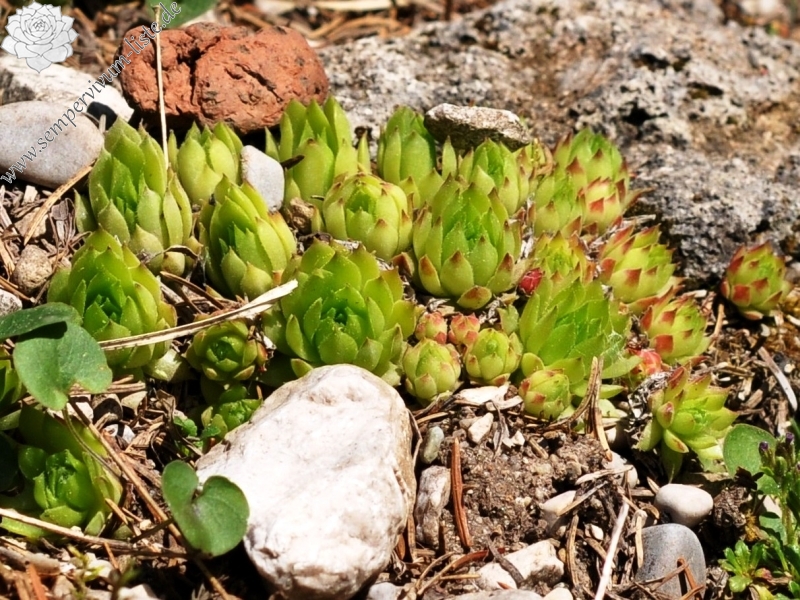 marmoreum ssp. reginae-amaliae (macedonicum)