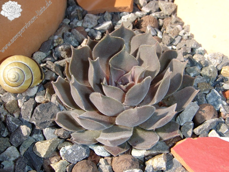 marmoreum ssp. reginae-amaliae (degenianum)