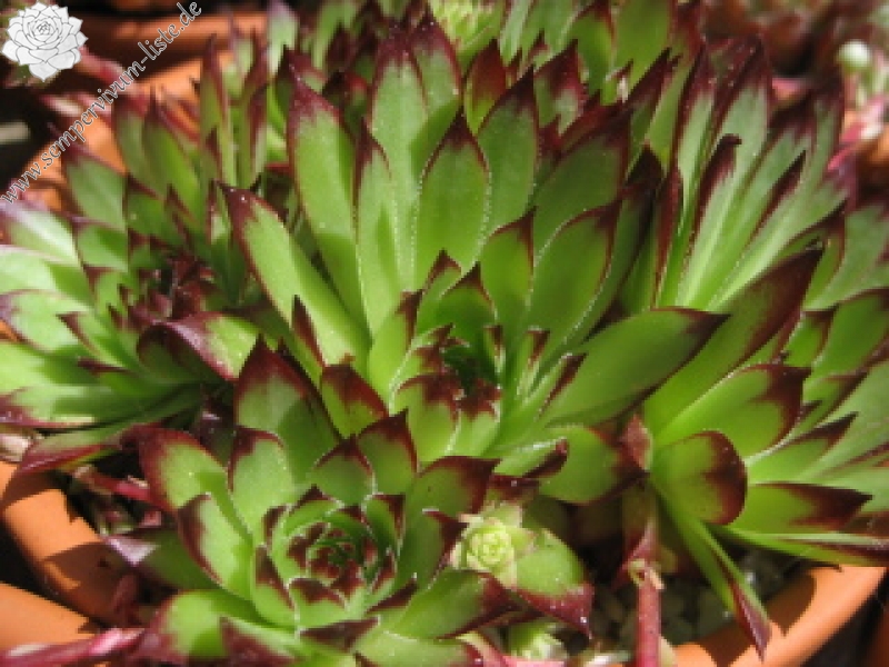 marmoreum ssp. marmoreum (dinaricum)