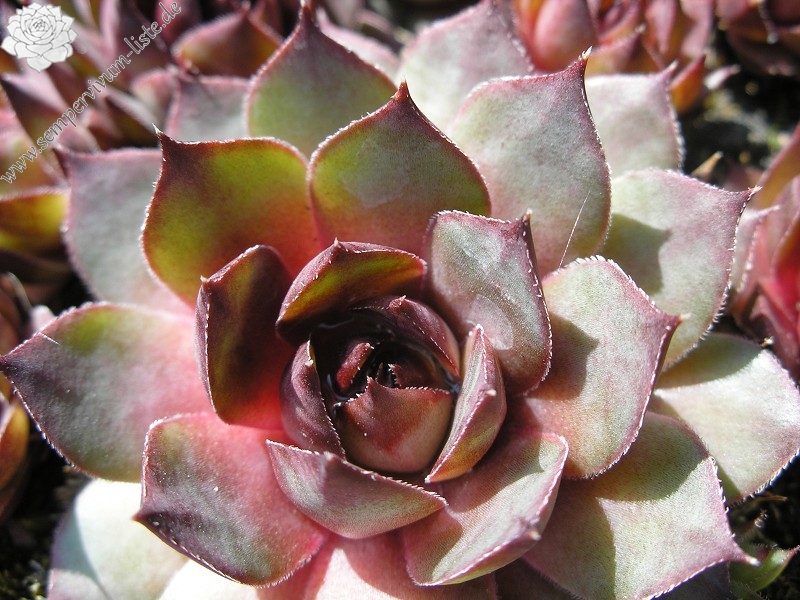 tectorum var. tectorum (rhenanum)