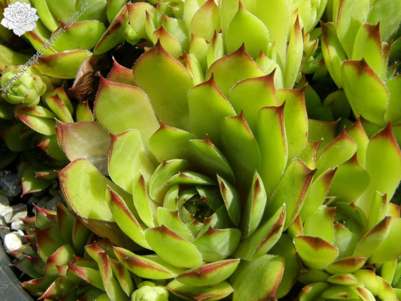 Bechleri Ural Turmalin