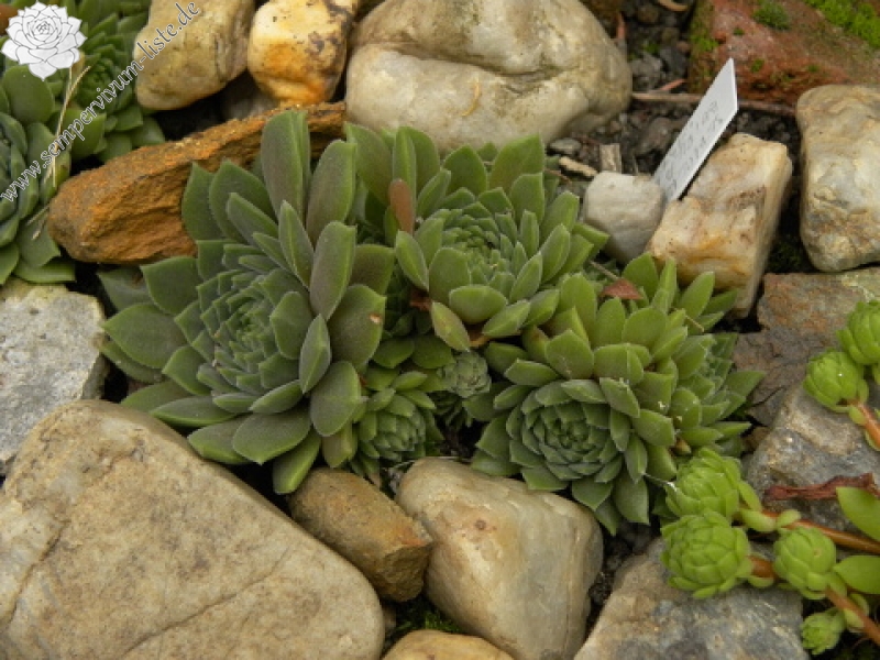 marmoreum ssp. erythraeum from Suchoto ezero