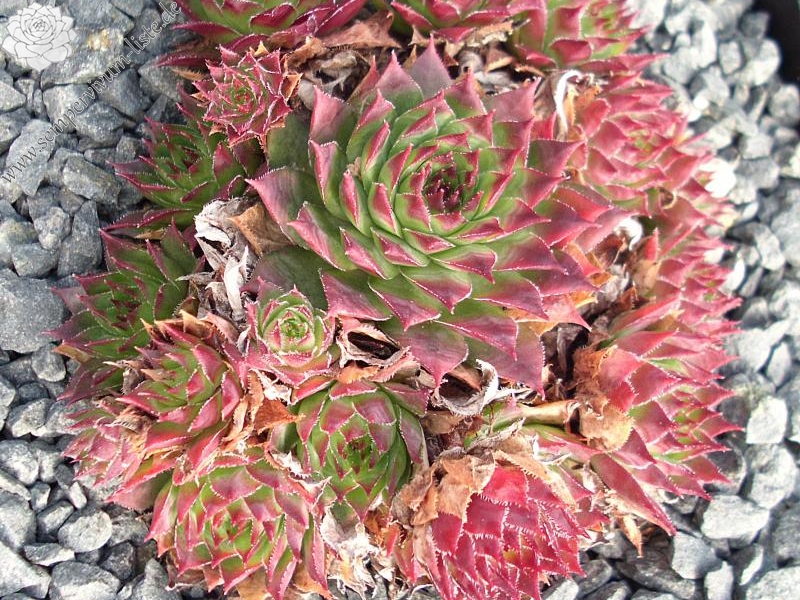 tectorum var. tectorum (triste)