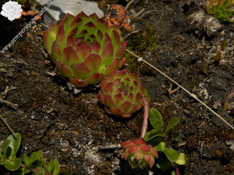 marmoreum ssp. marmoreum from Kom Vasojevićki (Abhang)