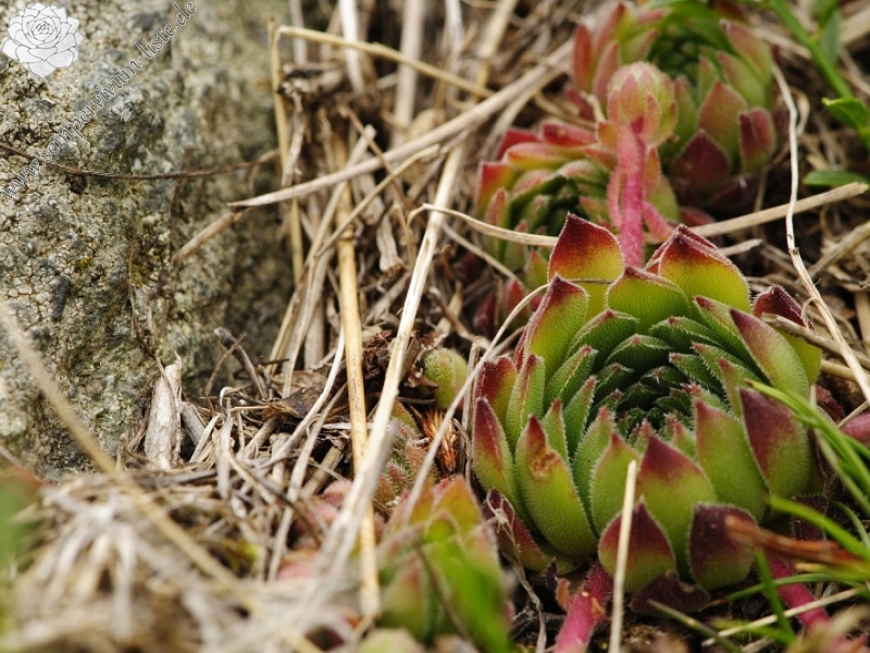 marmoreum ssp. reginae-amaliae (macedonicum) from Belandža