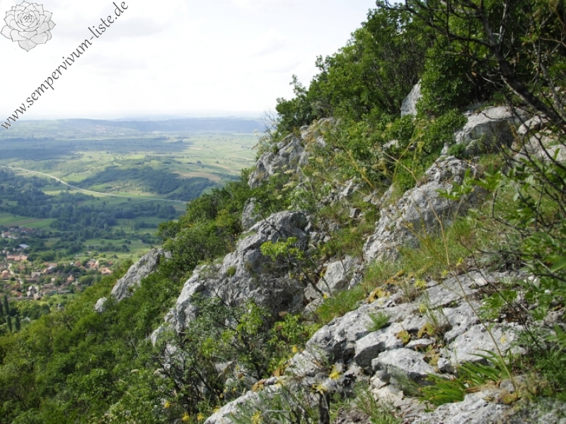zeleborii from Lešje, Berg Baba