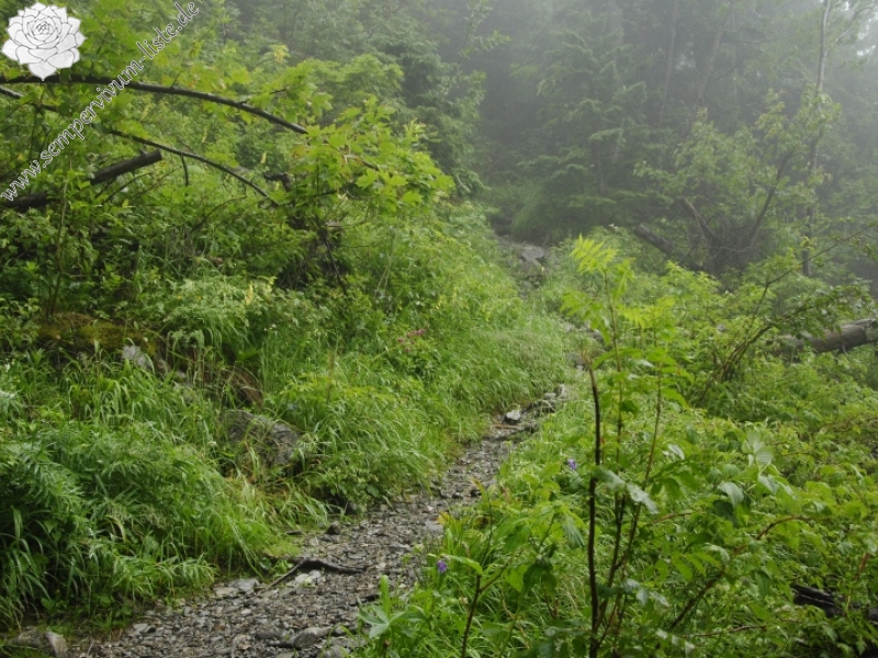 globiferum ssp. hirtum (preissianum) from Monkova dolina, Mitte