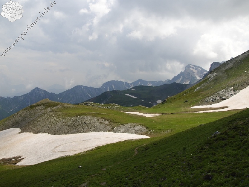 marmoreum ssp. reginae-amaliae (macedonicum) from Golem Korab, O