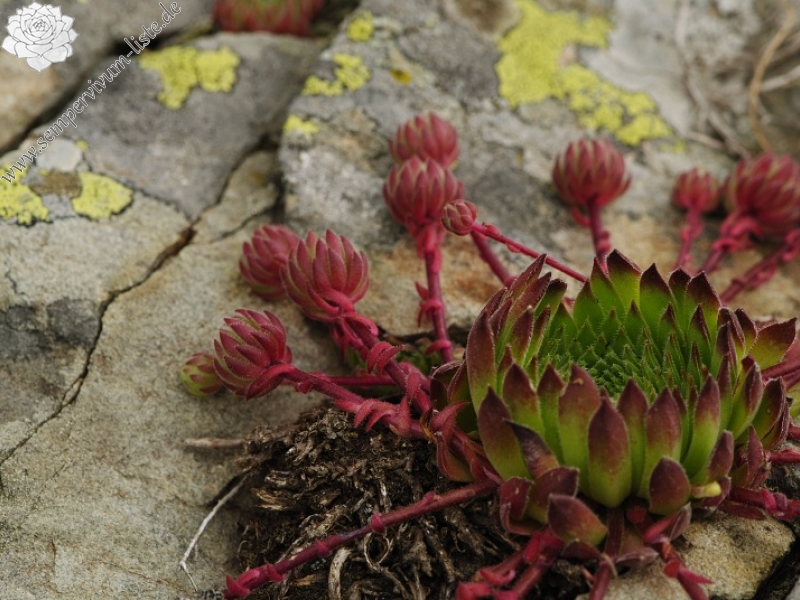 thompsonianum from Stogovo