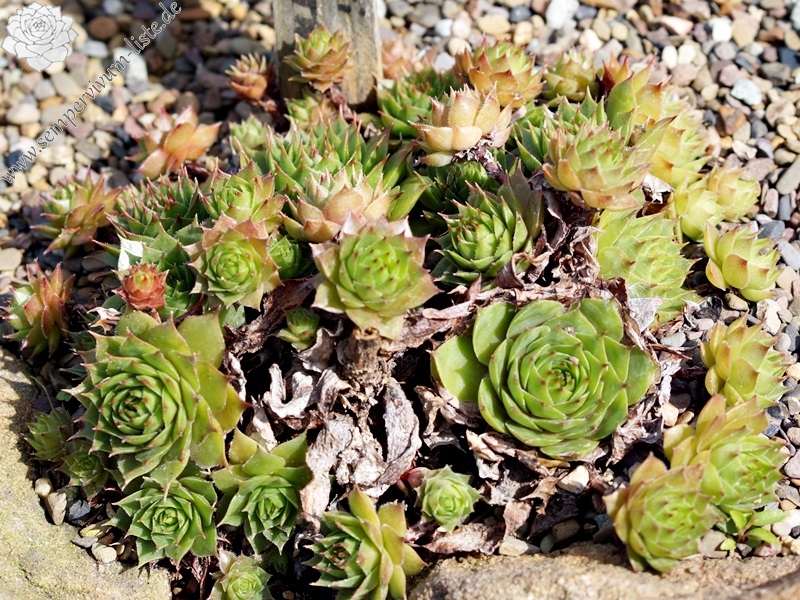 Bechleri Ural Turmalin