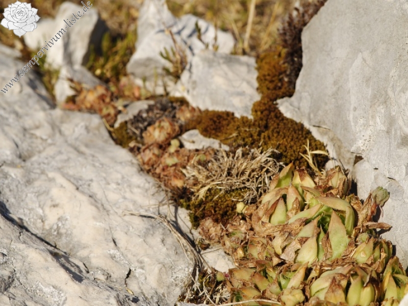 marmoreum ssp. marmoreum (dinaricum) from Veliki Troglav
