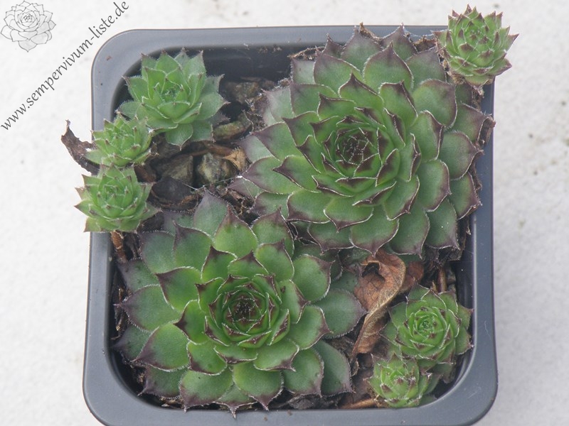 tectorum var. tectorum (triste)