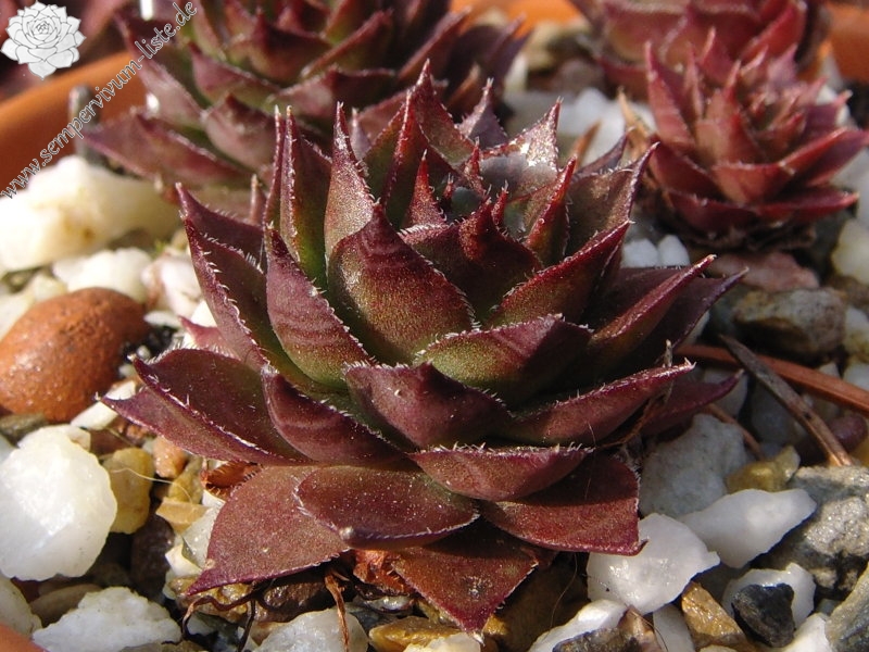 Bechleri Ural Turmalin