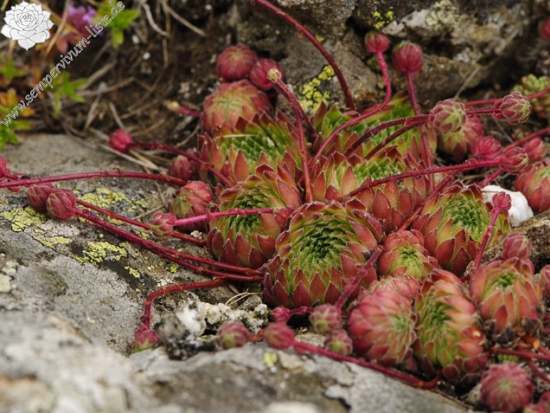 thompsonianum from Stogovo