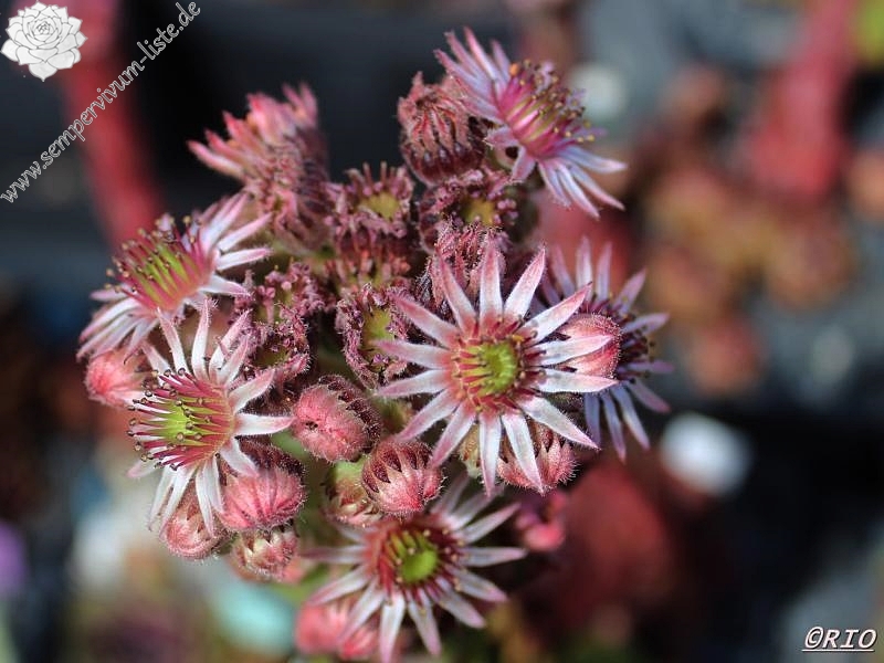 Bechleri Ural Turmalin