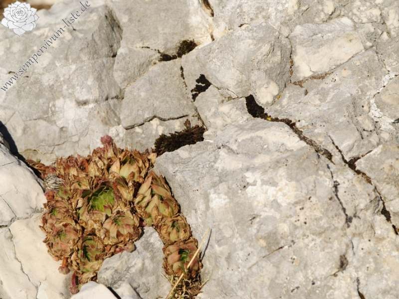 marmoreum ssp. marmoreum (dinaricum) from Veliki Troglav