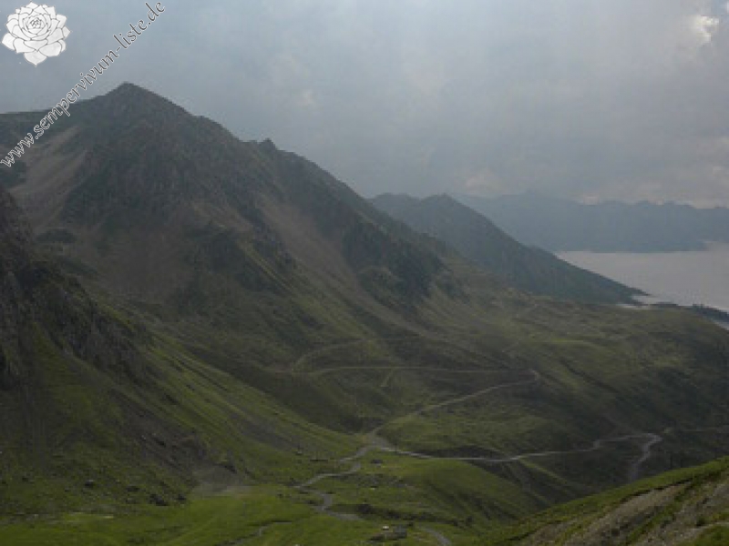 tectorum var. tectorum (alpinum) from Col du Tourmalet (unterhalb)