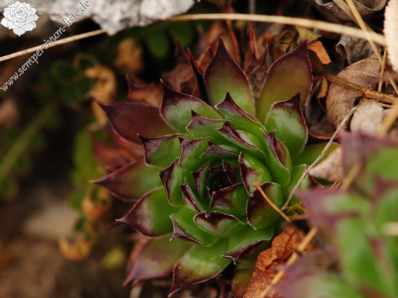 tectorum var. tectorum from Mala dolina