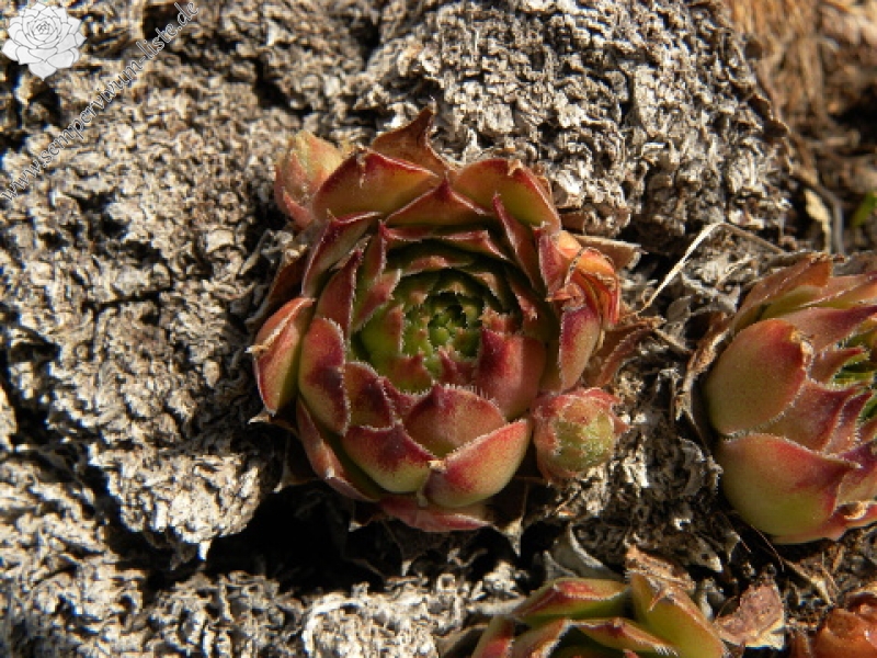 tectorum var. tectorum (andreanum) from Torreta de Cadí