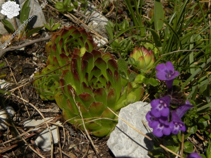 marmoreum ssp. marmoreum from Kom Vasojevićki (Abhang, NW)