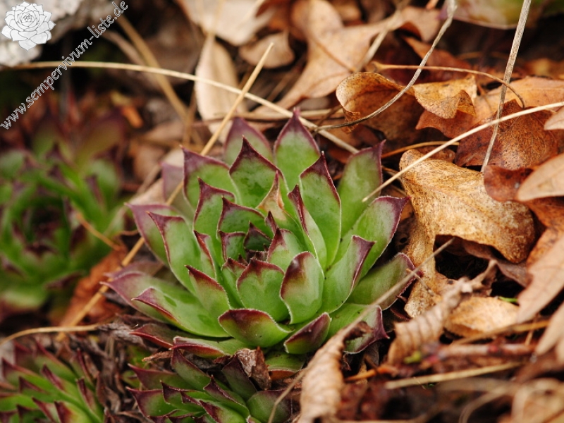 tectorum var. tectorum from Mala dolina