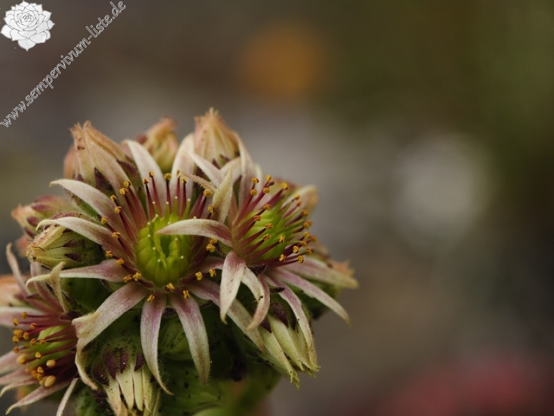 thompsonianum from Stogovo