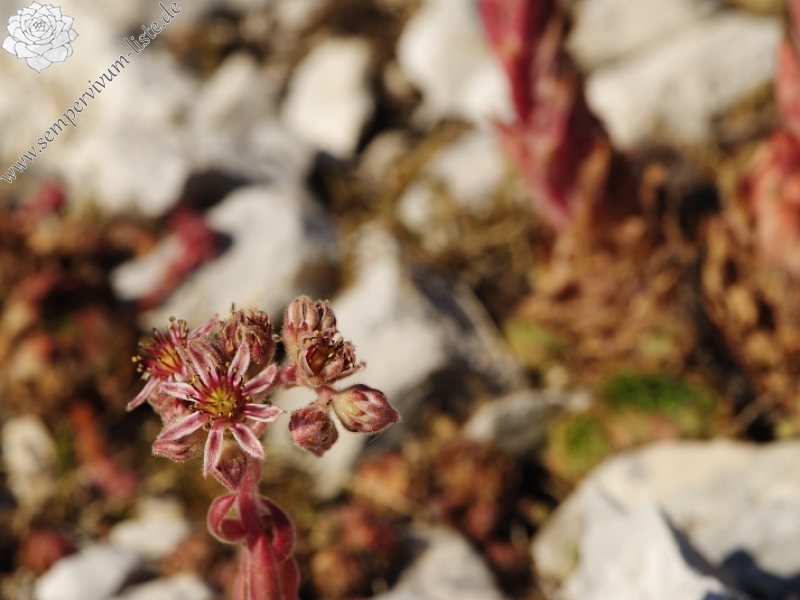 marmoreum ssp. marmoreum (dinaricum) from Veliki Troglav