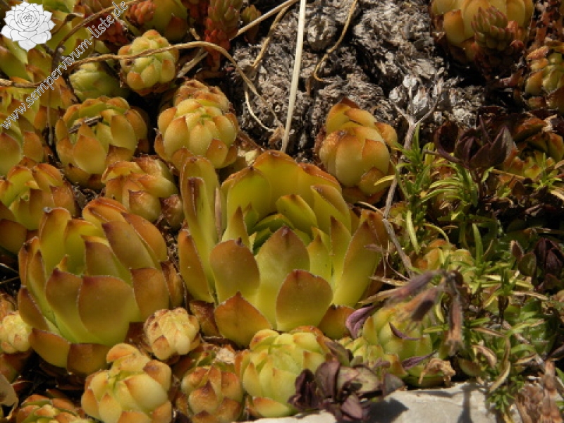 marmoreum ssp. marmoreum (dinaricum) from Orjensko sedlo