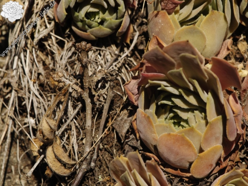 marmoreum ssp. erythraeum from Abhang oberhalb Bačkova Češma
