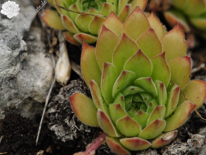zeleborii from Lešje, Berg Baba