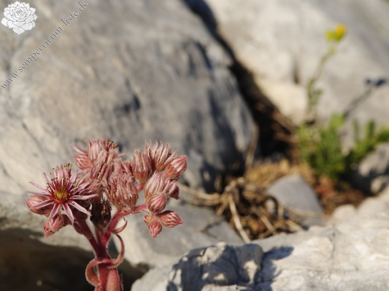 marmoreum ssp. marmoreum (dinaricum) from Veliki Troglav