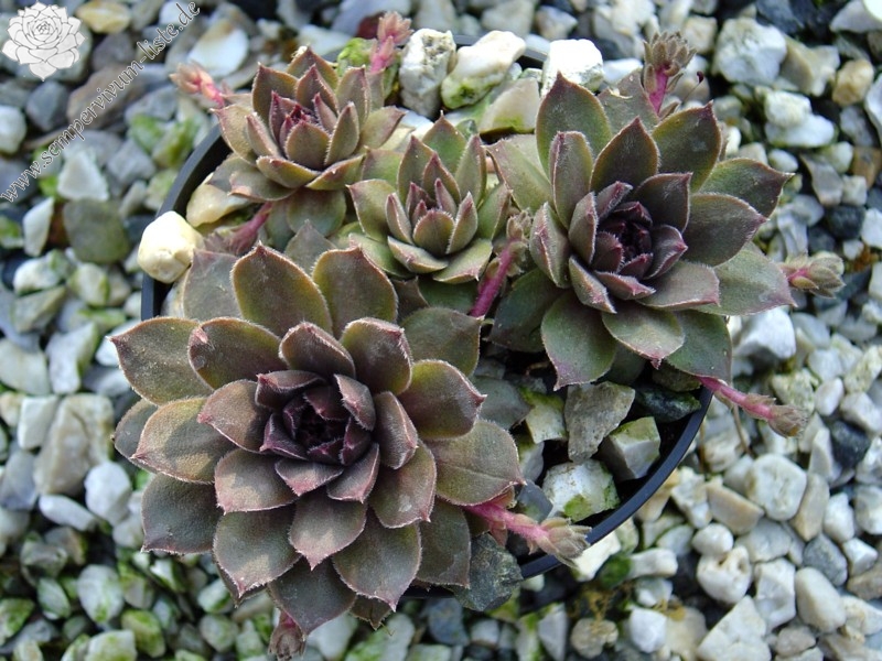 Baby Blush