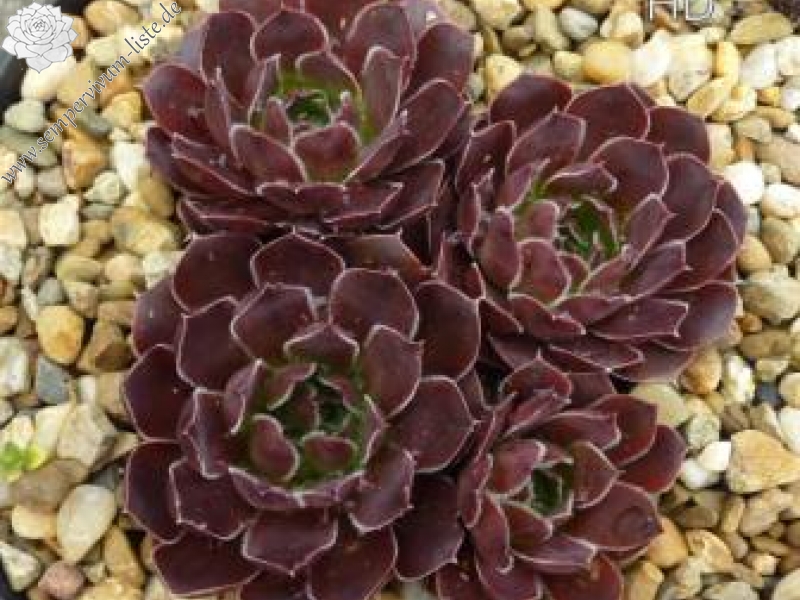 Babuyan Claro / Jovi