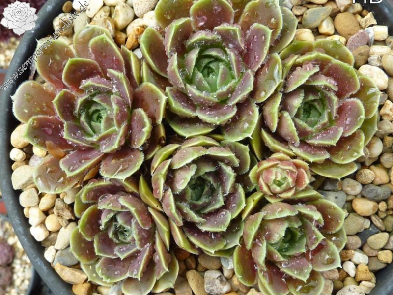 Ballet Dancer / Jovi