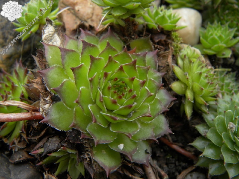 marmoreum ssp. marmoreum (balcanicum) from Mara Gidik