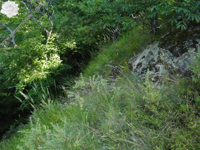 marmoreum ssp. erythraeum from Rila (oberhalb des Klosters)