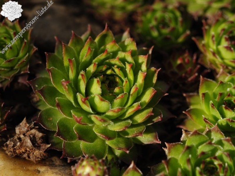 marmoreum ssp. marmoreum (balcanicum) from Mara Gidik