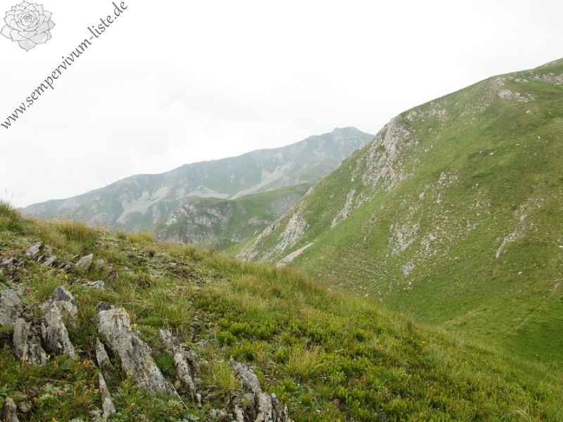 marmoreum ssp. reginae-amaliae (macedonicum) from Guri i Delpnis