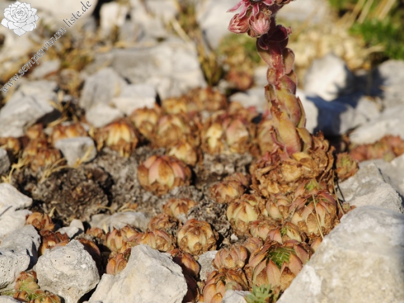 marmoreum ssp. marmoreum (dinaricum) from Veliki Troglav