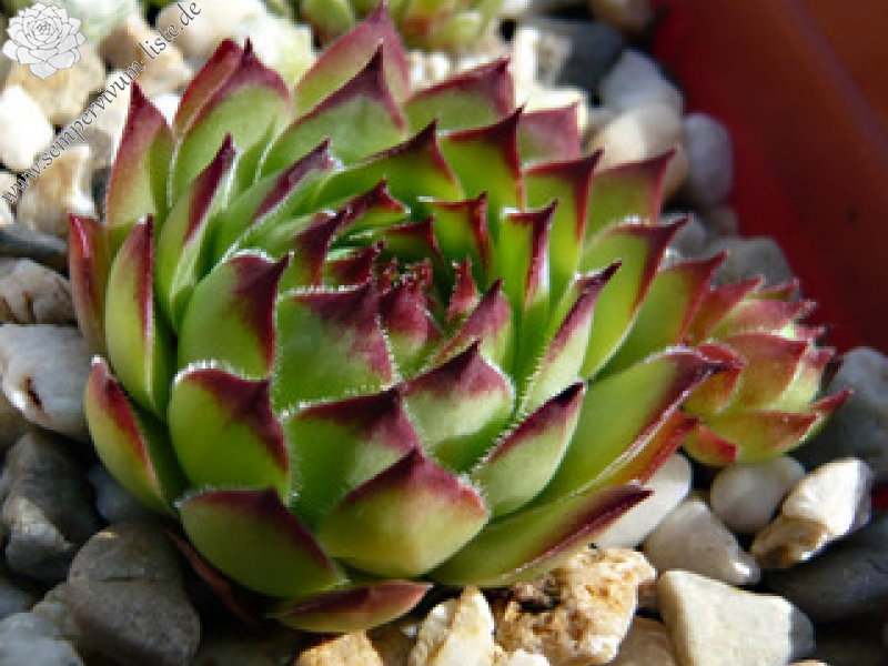 tectorum var. tectorum (affine)