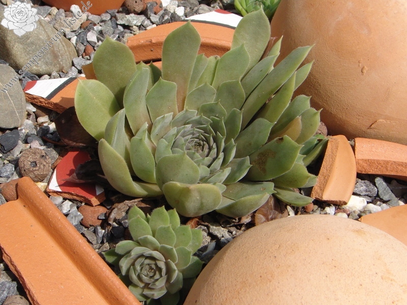 marmoreum ssp. reginae-amaliae (degenianum)