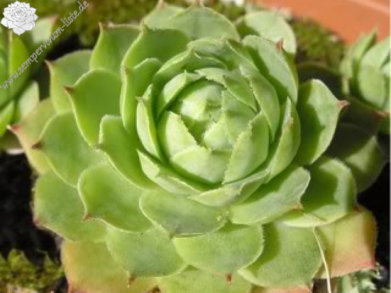 tectorum var. tectorum (pyrenaicum)