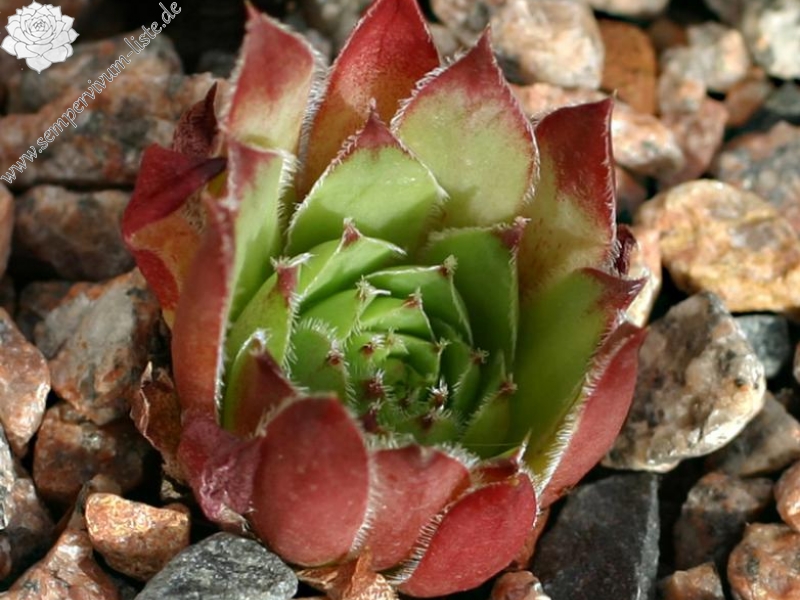 tectorum var. tectorum (rhodanicum)