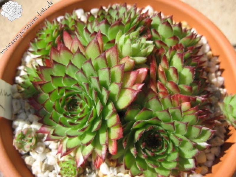 marmoreum ssp. marmoreum (dinaricum)